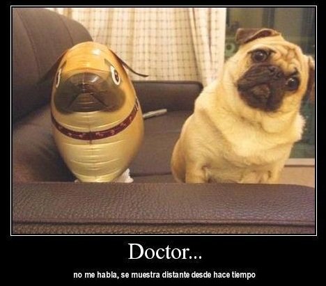 doctor no me habla se muestra distante desde hace bastante tiempo perro globo identico igual