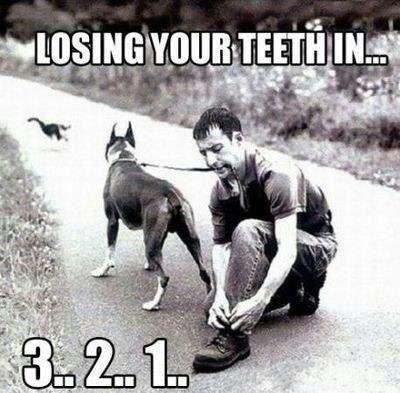 perder algunos los dientes en perro boxer persiguiendo a gato correa