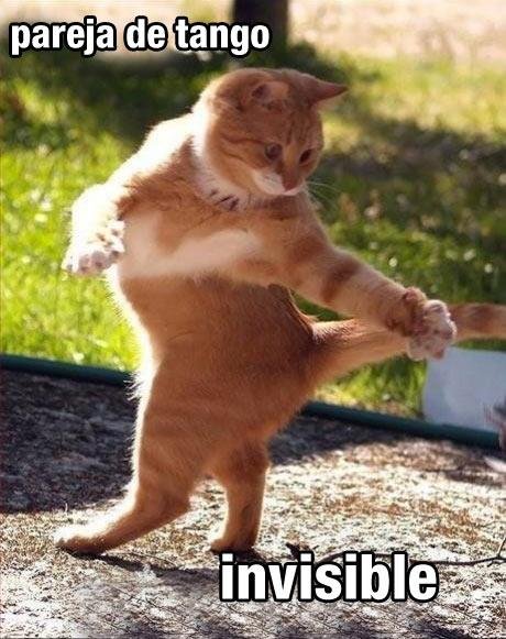 gato gatito pareja de tango invisible