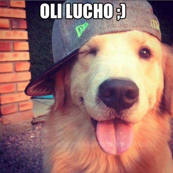 oli lucho hola perro perrito bonito