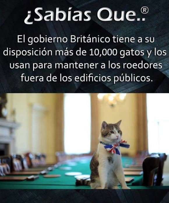 sabias que el gobierno britanico tiene a su disposicion gatos para evitar ratones