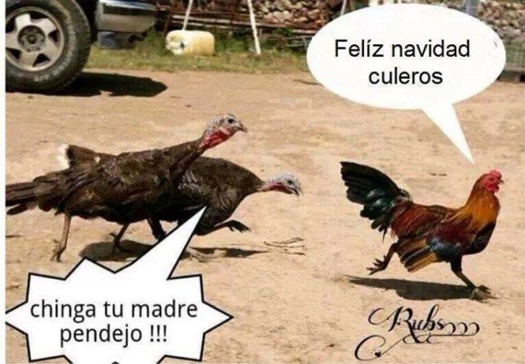 gallo feliz navidad guajolotes vas a ver