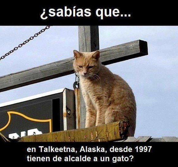sabias que en aalaska tienen a un gato de alcalde desde 1997