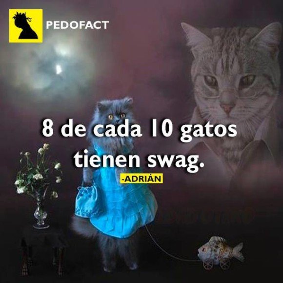 pedofact ocho de cada diez gatos tienen swag chistosos
