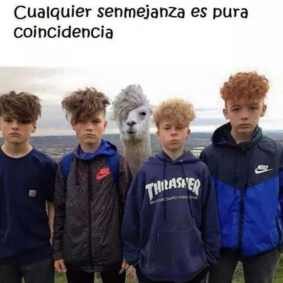 semejanza coincidencia pelo llama