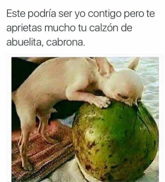 podria ser yo contigo perro sandia