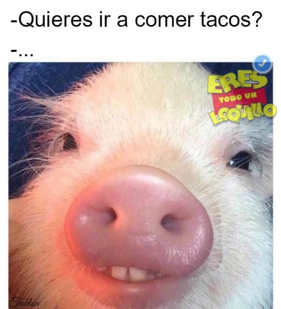 quieres-ir-a-comer-tacos-puerquito-cerdito